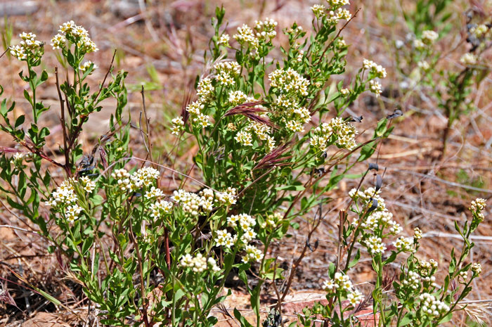 Bastard Toadflax is a member of the Sandalwood Family found in Arizona in dry rocky areas in upper desert and pine communities (4,000 – 9,000 feet). This species is found throughout North America. Comandra umbellata